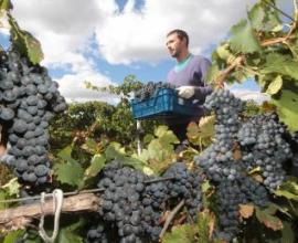 У аргентинских виноделов возникли трудности с урожаем 2014 года